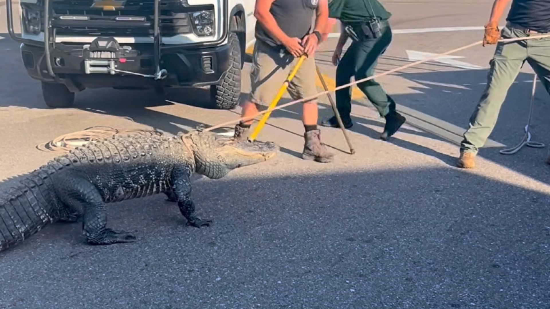 Buaya 3 Meter Bikin Heboh di 7-Eleven Sarasota