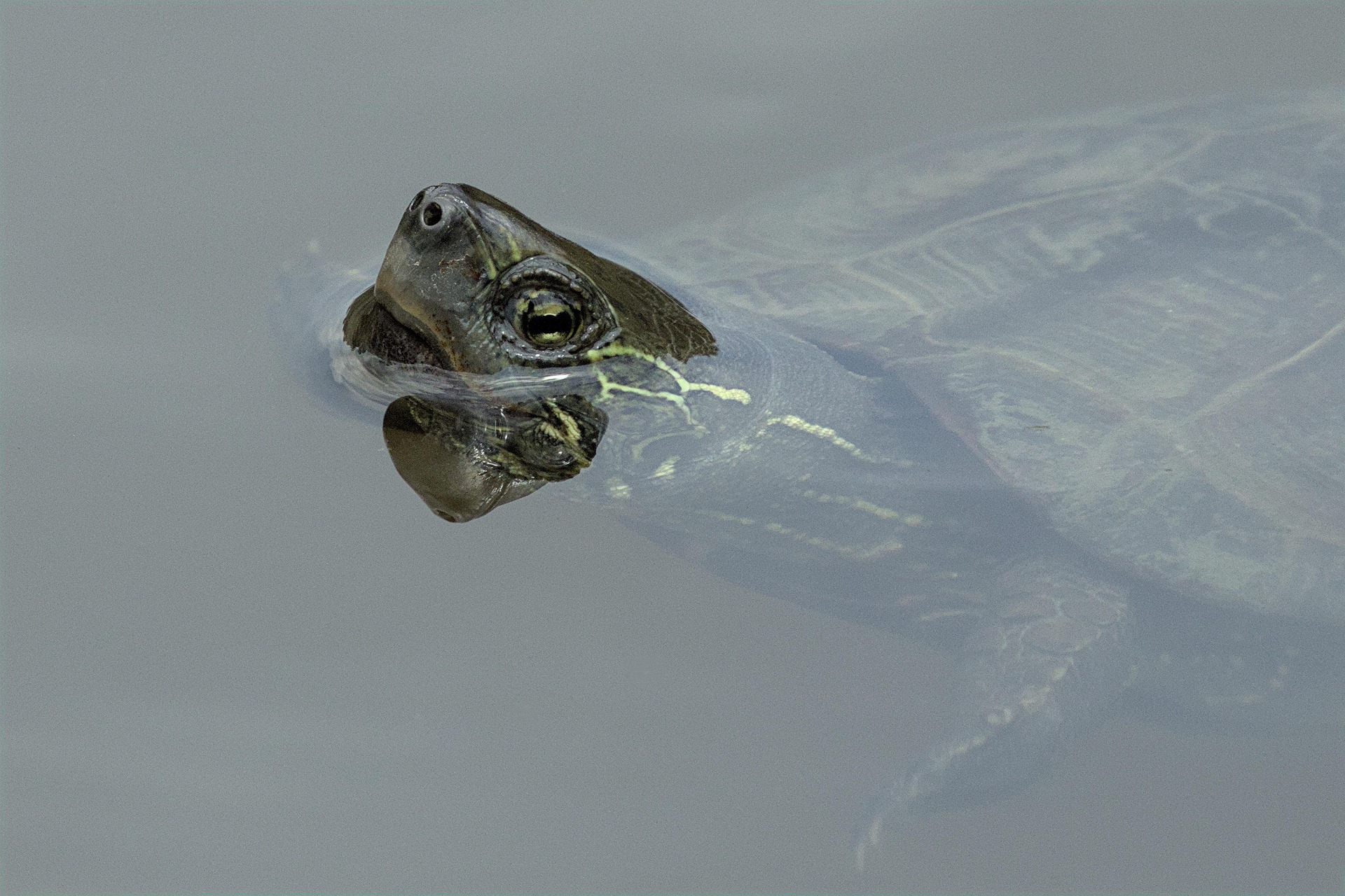Aksi Atlet Dayung Inggris Lepaskan Penyu dari Jaring Plastik di Samudra Atlantik