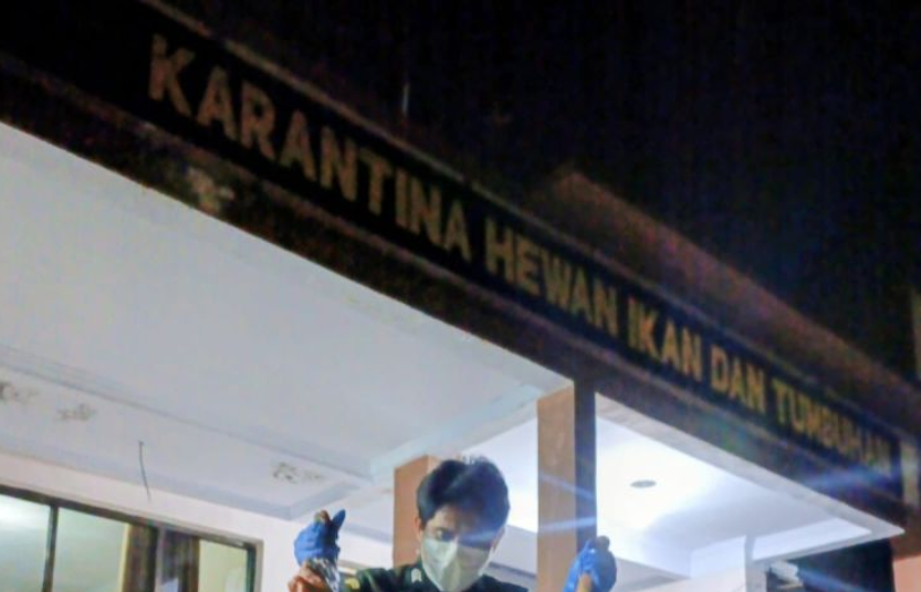 200 Kg Daging Anjing Ilegal Digagalkan di Pelabuhan Manado, Terancam Sebar Rabies