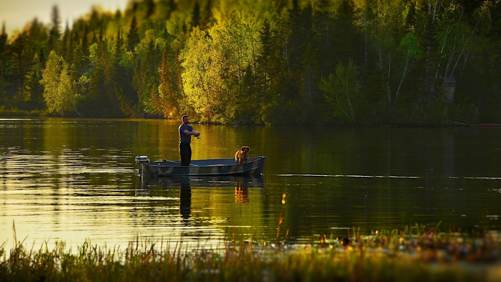Rekomendasi Umpan Ikan Gabus biar Gampang Strike
