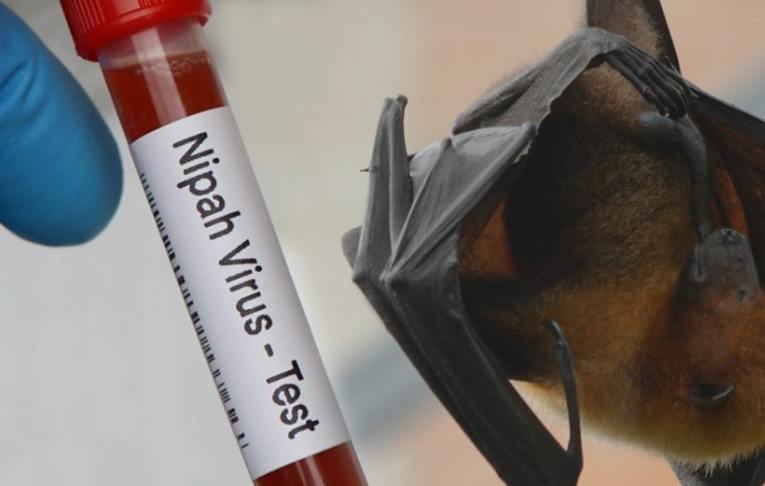 Waspada Virus Nipah! Dinkes Ingatkan Warga Jangan Makan Buah Bekas Gigitan Kelelawar