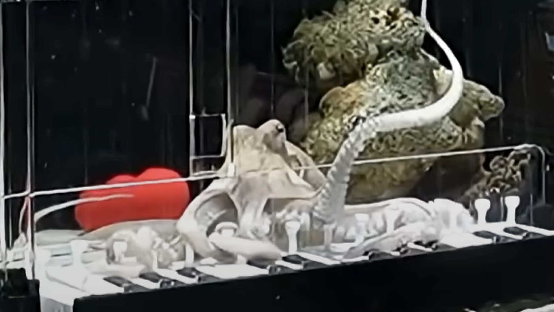 Gurita Bernama Takoyaki Viral setelah Belajar Main Piano