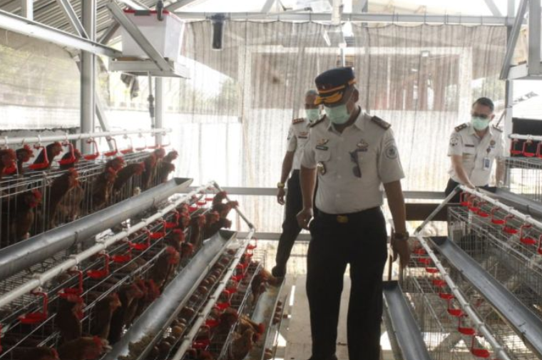 LPKA Tomohon Produksi 620 Butir Telur per Hari, Ditjenpas Sulut Dorong Ketahanan Pangan
