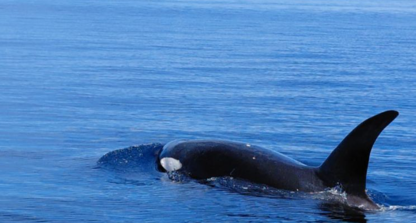 Paus Orca Muncul di Bunaken, Tanda Ekosistem Laut Sulut Masih Sehat