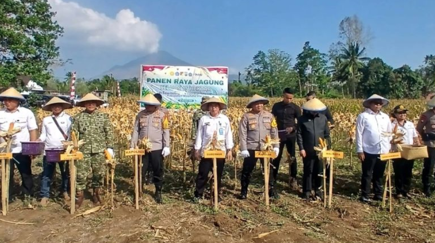 Kapolda Sulut Apresiasi Petani Minahasa Utara, Yellow Corn Tetap Panen di Musim Kemarau