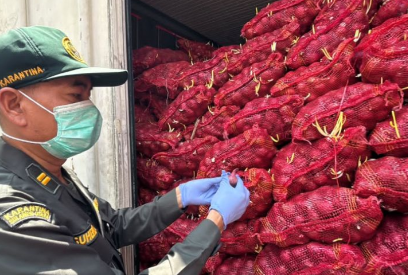 Karantina Sulut Tolak 30 Ton Bawang Merah dari Jakarta, Ditemukan Busuk dan Berjamur