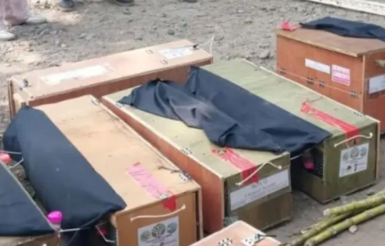 58 Satwa Liar dari Sulut Tiba di Maluku, Disiapkan untuk Konservasi dan Pelepasliaran
