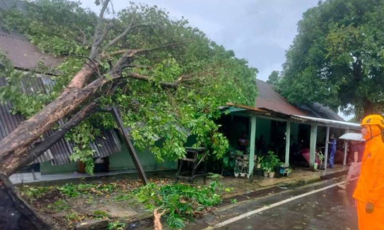 Cuaca Ekstrem Terjang Makassar: 19 Rumah Rusak dan Sejumlah Mobil Tertimpa Pohon Tumbang
