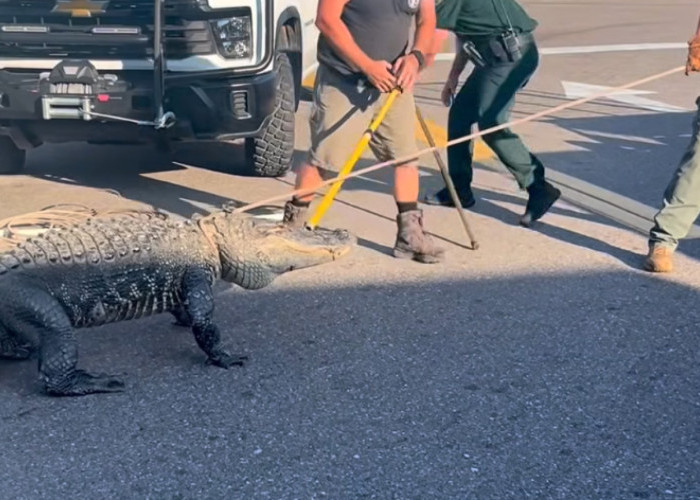 Buaya 3 Meter Bikin Heboh di 7-Eleven Sarasota