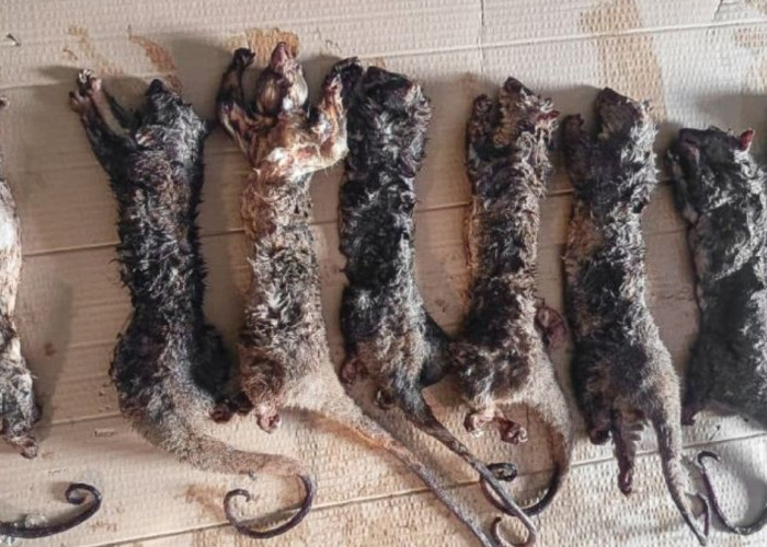 Penjual Kuskus Tembung di Manado Diproses Hukum, Gakkum Kemenhut Masuki Tahap I Penyidikan