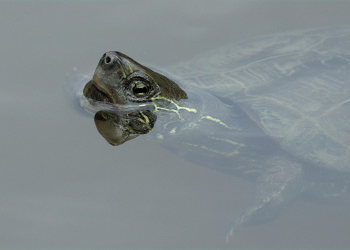 Aksi Atlet Dayung Inggris Lepaskan Penyu dari Jaring Plastik di Samudra Atlantik