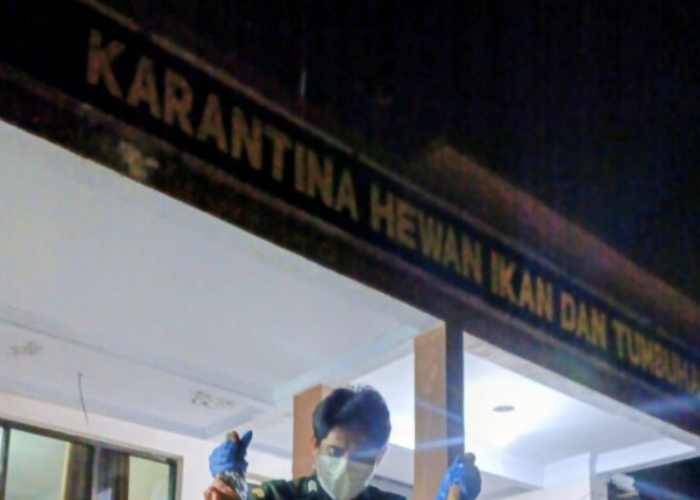 200 Kg Daging Anjing Ilegal Digagalkan di Pelabuhan Manado, Terancam Sebar Rabies