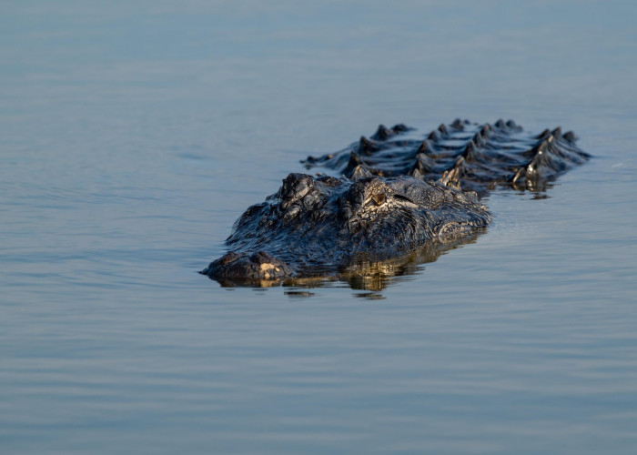 Aligator Masuk Kolam Rumah Warga, Petugas Lakukan Evakuasi Cepat di Florida