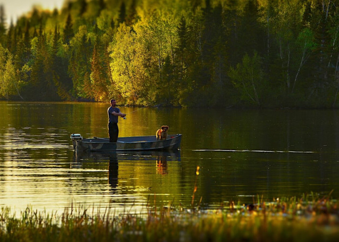 Rekomendasi Umpan Ikan Gabus biar Gampang Strike