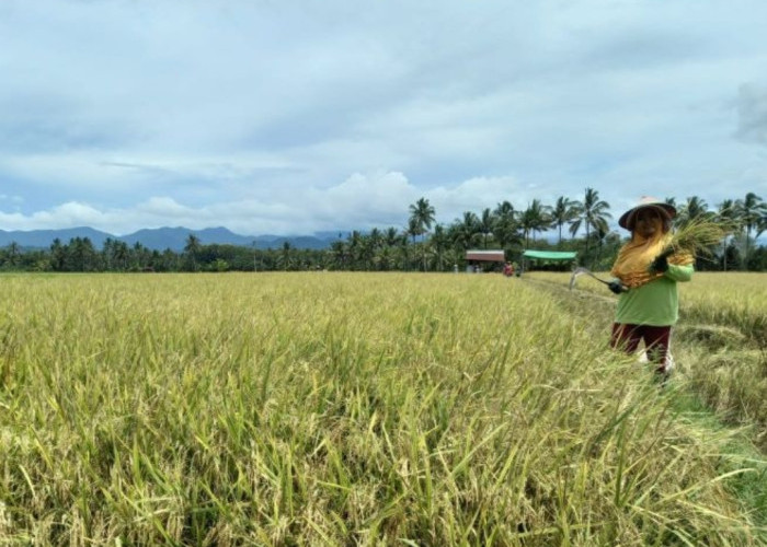 BI Sulut Perkuat Ketahanan Pangan Lewat Pembinaan Petani dan UMKM