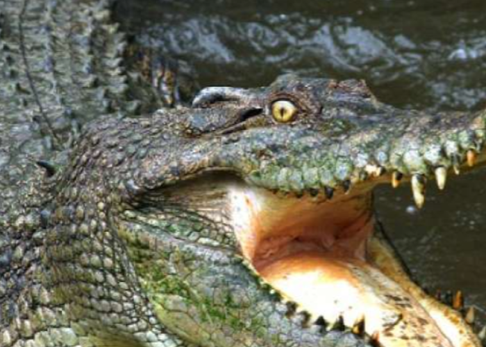 Buaya Muncul di Teluk Manado, Ditpolairud Polda Sulut Lakukan Penyisiran Intensif