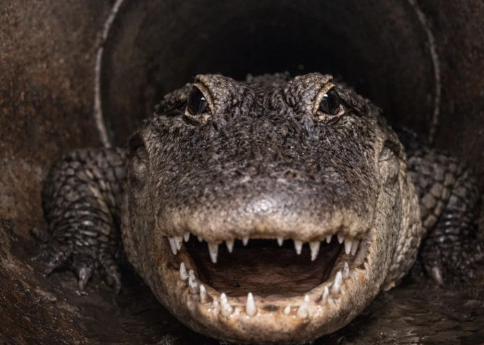Legenda Urban Buaya di Gorong-Gorong Terbukti Nyata