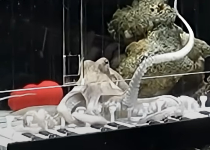 Gurita Bernama Takoyaki Viral setelah Belajar Main Piano