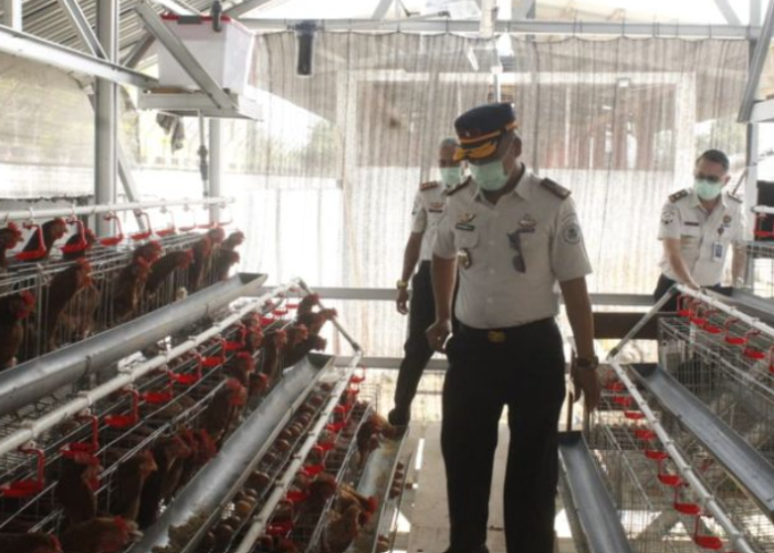 LPKA Tomohon Produksi 620 Butir Telur per Hari, Ditjenpas Sulut Dorong Ketahanan Pangan