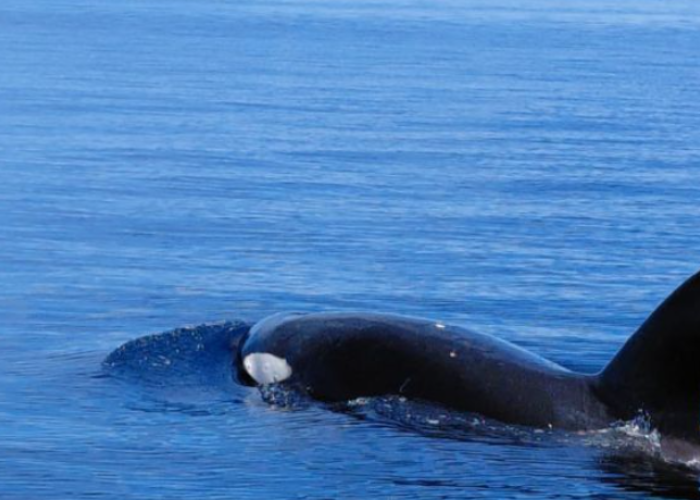 Paus Orca Muncul di Bunaken, Tanda Ekosistem Laut Sulut Masih Sehat