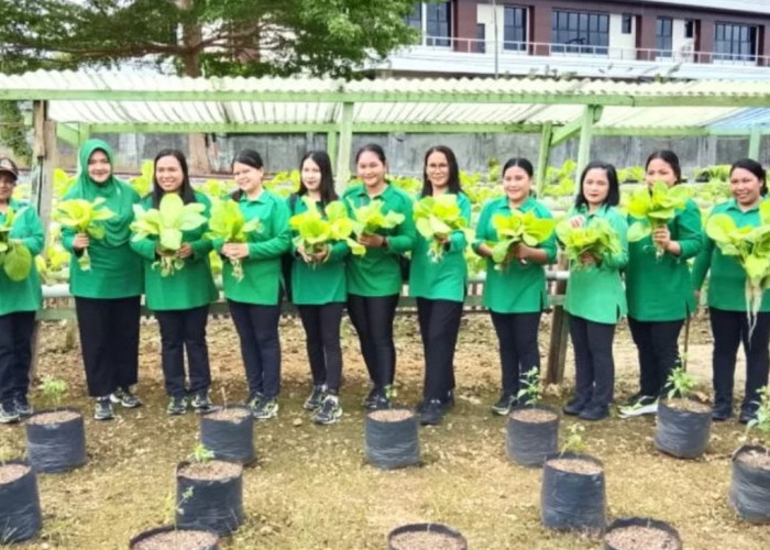 Persit Kodim 1312/Talaud Panen Sawi Hidroponik, Dukung Ketahanan Pangan Keluarga