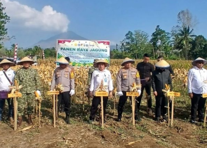 Kapolda Sulut Apresiasi Petani Minahasa Utara, Yellow Corn Tetap Panen di Musim Kemarau