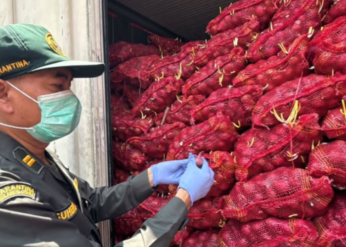 Karantina Sulut Tolak 30 Ton Bawang Merah dari Jakarta, Ditemukan Busuk dan Berjamur