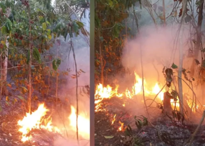 Karhutla Kembali Meluas di Damau Talaud, Api Membakar Perkebunan Desa Akas
