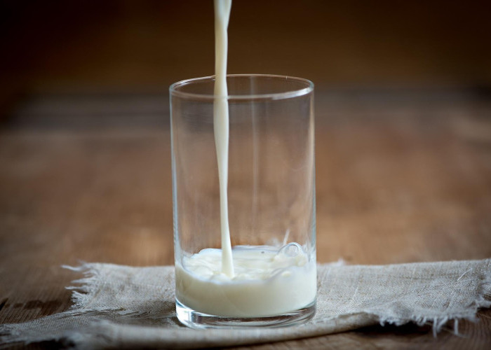 4 Manfaat Susu Beruang untuk Mereka yang Rutin Mengonsumsinya: Bukan Mitos Belaka