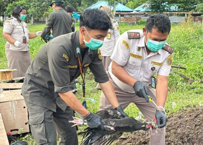 102 Ayam Ilegal Asal Filipina Dimusnahkan di Sulut, Cegah Ancaman Flu Burung Masuk Indonesia