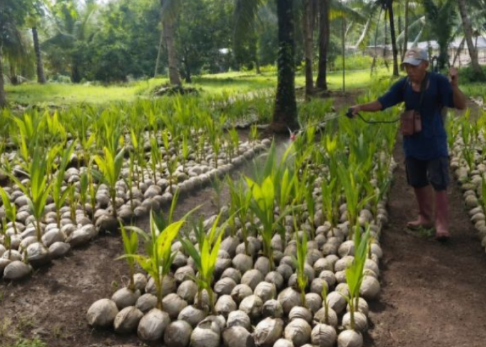 Kementan Siapkan Puluhan Ribu Bibit Kelapa untuk Petani Sulut, Fokus Dorong Hilirisasi dan Produktivitas