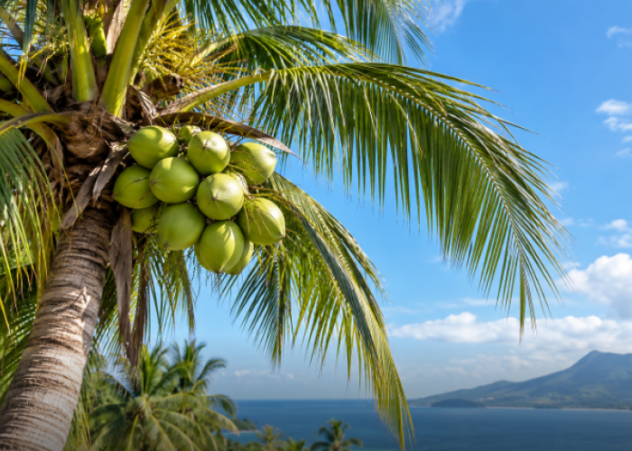 27 Negara Hadiri World Coconut Day 2026 di Sulut, Peserta Diproyeksi Capai 500 Orang