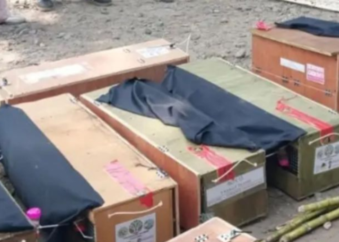 58 Satwa Liar dari Sulut Tiba di Maluku, Disiapkan untuk Konservasi dan Pelepasliaran