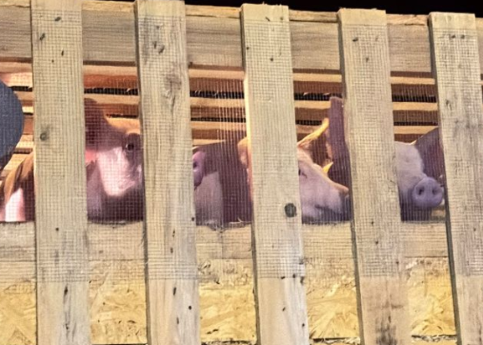 Karantina Sulut Terapkan Pengawasan Ketat pada Impor Perdana 546 Bibit Babi dari Denmark