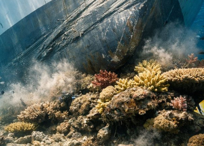 Kandas di Papua Nugini, Penumpang Coral Adventurer akan Dipulangkan lewat Jalur Udara