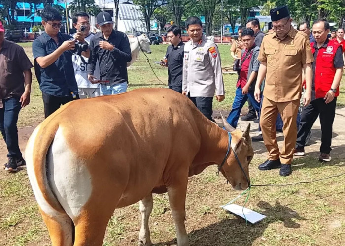 Pemkot Manado Serahkan 30 Ekor Sapi Kurban untuk Umat Islam Jelang Idul Adha 1447 Hijriah