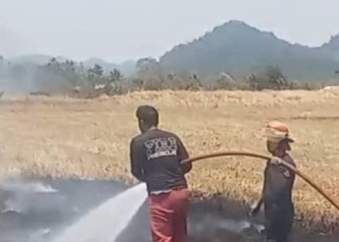 Kebakaran Rumput Dekat Bandara Sam Ratulangi, Warga Diimbau Tak Bakar Sampah dan Lahan