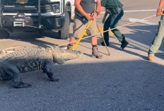 Buaya 3 Meter Bikin Heboh di 7-Eleven Sarasota