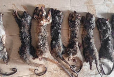 Penjual Kuskus Tembung di Manado Diproses Hukum, Gakkum Kemenhut Masuki Tahap I Penyidikan