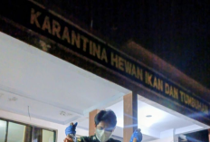 200 Kg Daging Anjing Ilegal Digagalkan di Pelabuhan Manado, Terancam Sebar Rabies