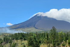 Kebakaran Hutan Lindung Gunung Soputan Meluas, BPBD Perkirakan 100 Hektare Lahan Terbakar