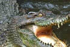 Buaya Muncul di Teluk Manado, Ditpolairud Polda Sulut Lakukan Penyisiran Intensif