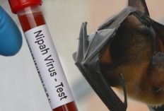 Waspada Virus Nipah! Dinkes Ingatkan Warga Jangan Makan Buah Bekas Gigitan Kelelawar