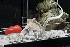 Gurita Bernama Takoyaki Viral setelah Belajar Main Piano