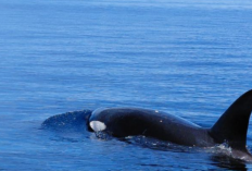 Paus Orca Muncul di Bunaken, Tanda Ekosistem Laut Sulut Masih Sehat