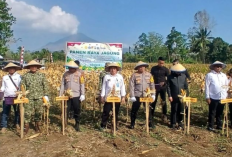 Kapolda Sulut Apresiasi Petani Minahasa Utara, Yellow Corn Tetap Panen di Musim Kemarau