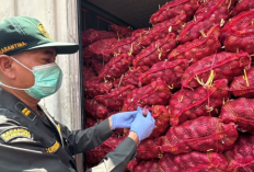 Karantina Sulut Tolak 30 Ton Bawang Merah dari Jakarta, Ditemukan Busuk dan Berjamur
