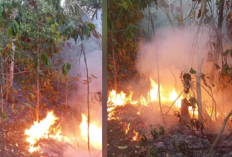 Karhutla Kembali Meluas di Damau Talaud, Api Membakar Perkebunan Desa Akas