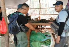 Polda Sulut Bongkar Tambang Emas Ilegal di Taman Nasional Bogani, Puluhan Tenda Ditemukan