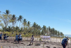 Jelang HUT ke-62, DLH Sulut Tanam 500 Mangrove di Pantai Ambang